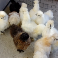 Galline morosetta