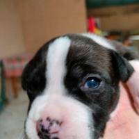 Cuccioli Amstaff 7 femmine e 4 maschi