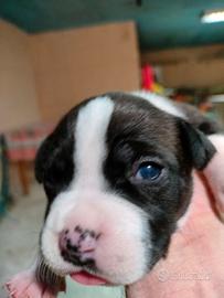 Cuccioli Amstaff 7 femmine e 4 maschi