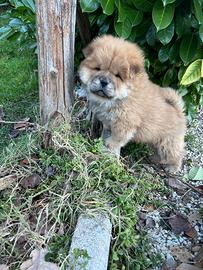 Cucciolo di Chow Chow