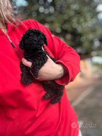 Barboncino Toy mini Toy