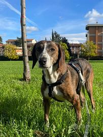 Segugio maremmano in adozione