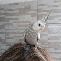 Calopsite allevati a mano già svezzati