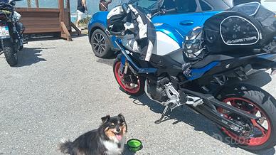 borsa serbatoio moto cane