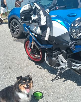 borsa serbatoio moto cane