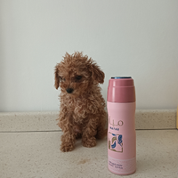 Disponibili cuccioli Barboncini Toy ,miniToy,Nani