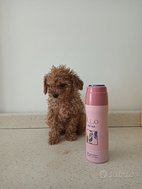 Disponibili cuccioli Barboncini Toy ,miniToy,Nani