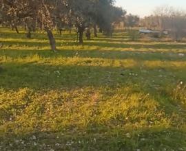 Terreno agricolo in agro di Triggiano