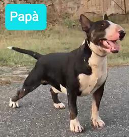 Cucciola di Bull Terrier inglese già disponibile