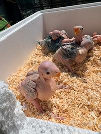 Parrocchetti dai collari