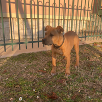Amstaff