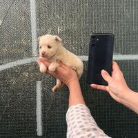 Cucciolo Maltipoo mini toy da borsetta