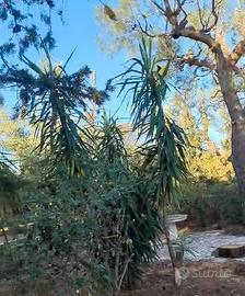 Rustico da Ristrutturare con Ampio Terreno e Ulivi