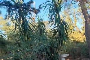 Rustico da Ristrutturare con Ampio Terreno e Ulivi