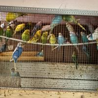 Cocorite varie colorazioni