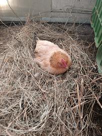 Galline, galli e pulcini