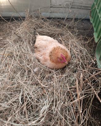 Galline, galli e pulcini