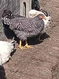 Pollastre e polastri