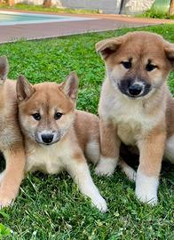 Shiba