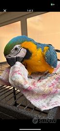 Pappagallo ara