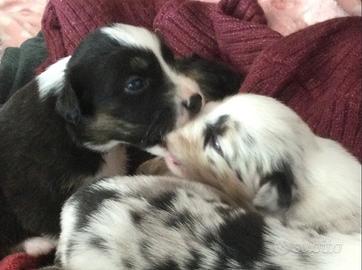 Australian Shepherd/Pastore Australiano cuccioli