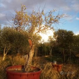 albero di Olivo