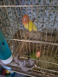 Inseparabili rosen colli allevati a mano