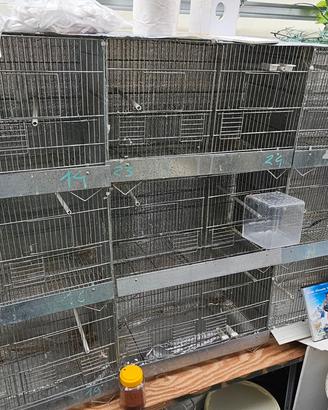 batterie gabbie per uccelli 