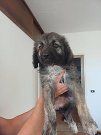 Coppia cuccioli