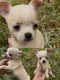 Chihuahua Cuccioli e adulti disponibili