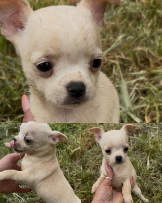 Chihuahua Cuccioli e adulti disponibili