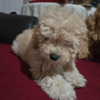 Cucciole