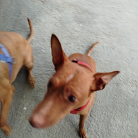 Cagnolino con solo una palla