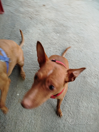 Cagnolino con solo una palla