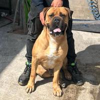 Cuccioli di cane corso