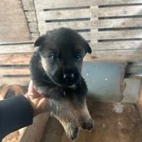 Cuccioli di pastore tedesco