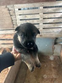 Cuccioli di pastore tedesco