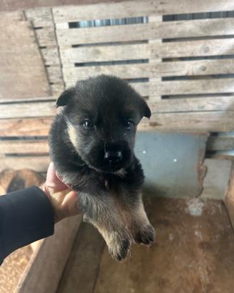 Cuccioli di pastore tedesco