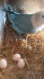 Inseparabili roseicollis