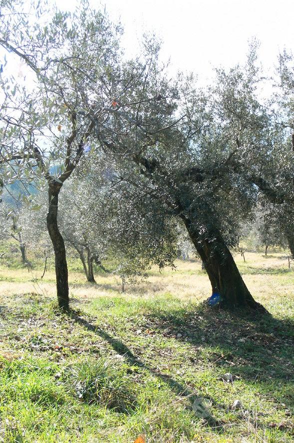 Oliveto - Vista 2
