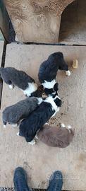 Cuccioli di Border Collie