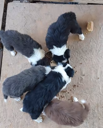 Cuccioli di Border Collie