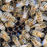 Famiglia Api su 6 telai D.B. - Regina Giugno 2025