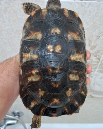 Tartarughe di terra