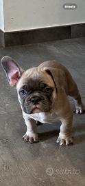 Bulldog francesi maschietti 2 mesi