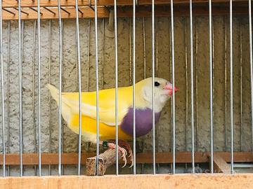 Diamanti di gould