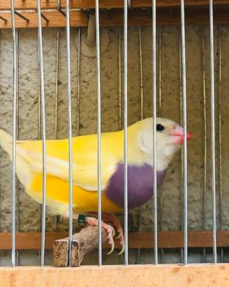 Diamanti di gould