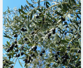 Piantagione di Olive. TOTALMENTE TRATTABILE