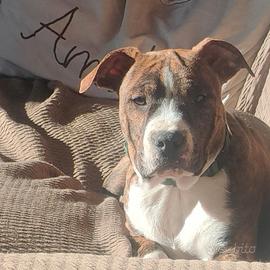 American Staffordshitre terrier Cucciolone