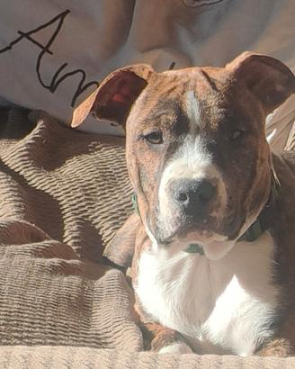 American Staffordshitre terrier Cucciolone